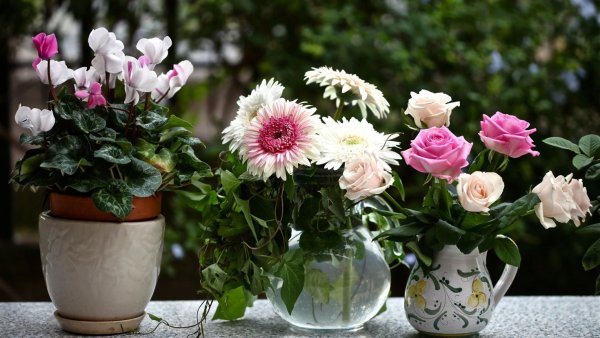 Роза цикламен