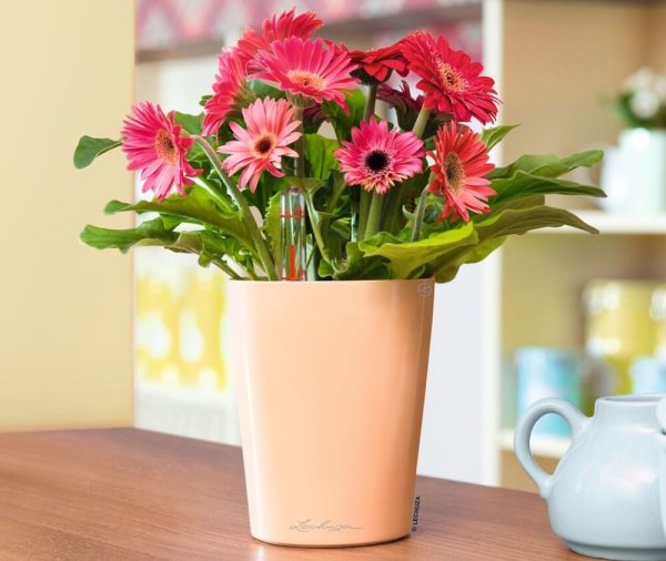 Гербера комнатная