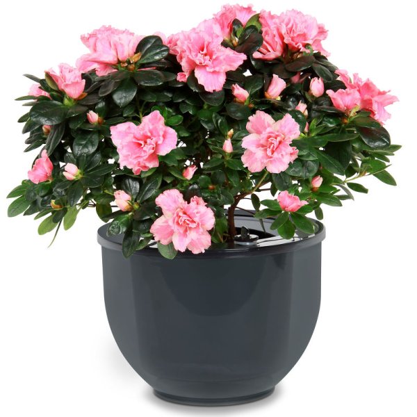 Азалия, Гардения, бегония