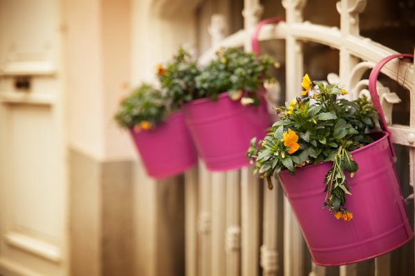 Горшок с цветами