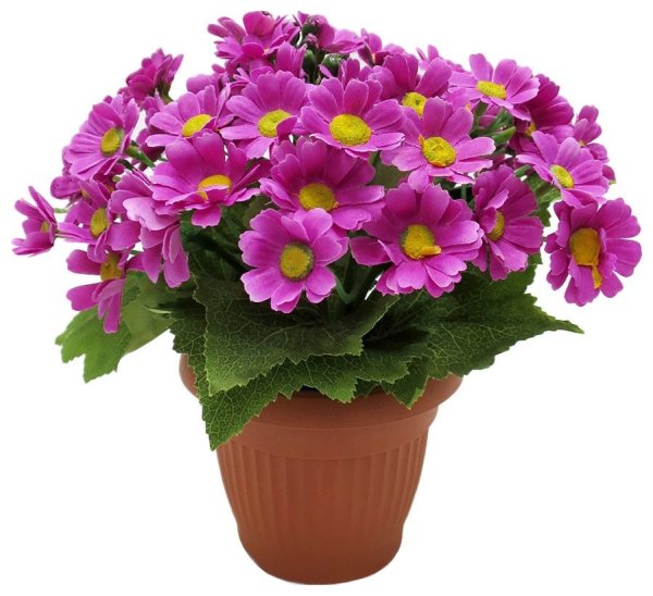 Цветы в горшках цветущие
