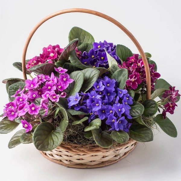 Фиалка Акапулько