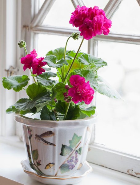 Цветы в горшках на подоконнике фото