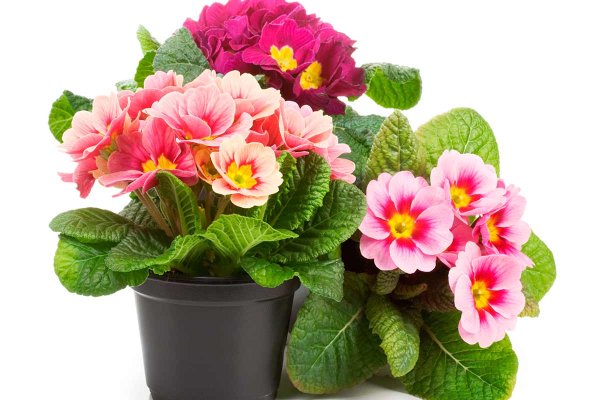 Примула цветок комнатный