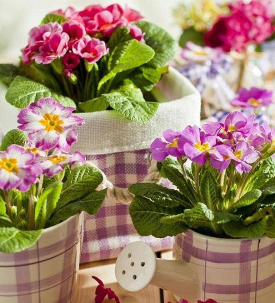 Весенние цветочки в горшках