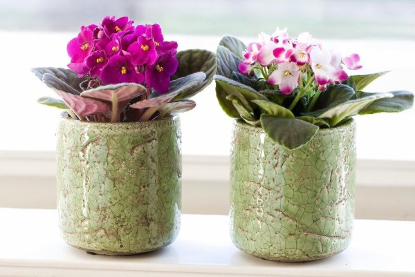 Фиалки в интерьере