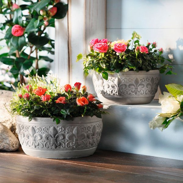 Красивые цветы в горшках