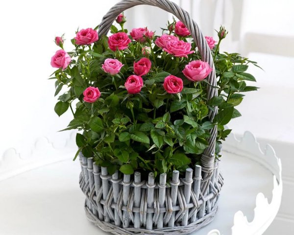 Цветы в горшках