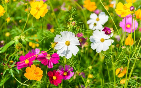 Космея Луговая