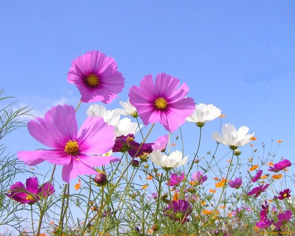 Космея с мальвой