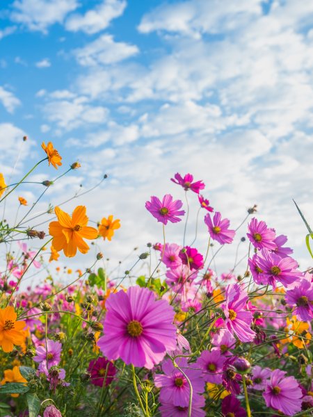 Космея Полевая