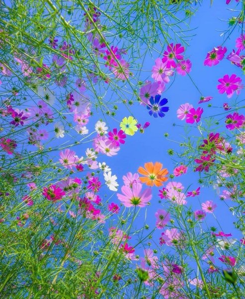 Июнь природа