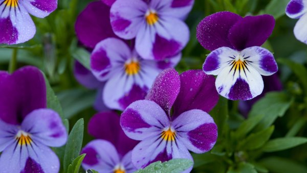 Маковая Полянка