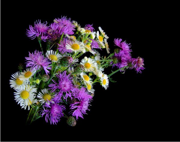 Цветы с пожеланием спокойной ночи