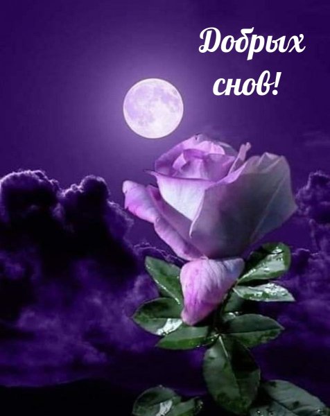 Открытки спокойной ночи женщине