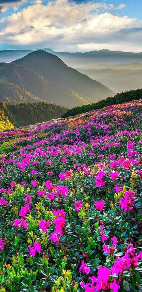 Природа лето горы