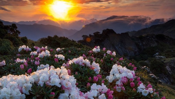 Лето ромашки бабочки