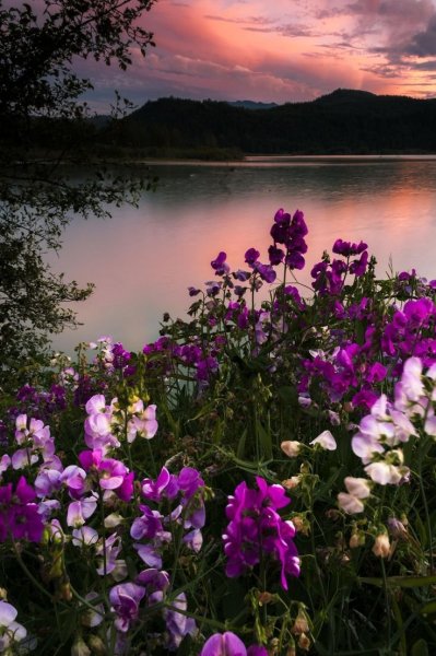 Черри блоссом гора