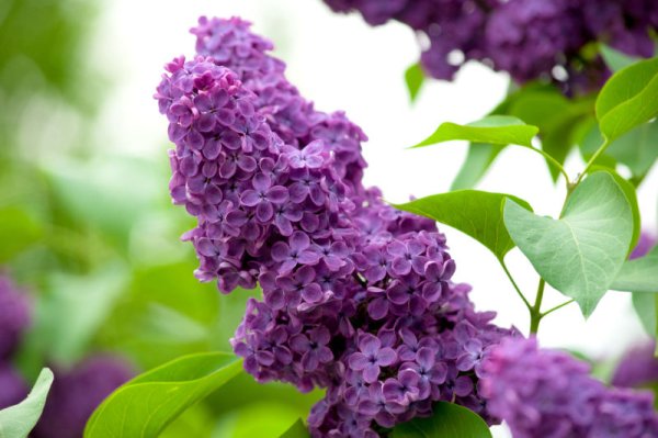 Сирень карандашом