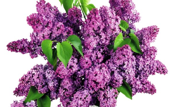 Веточка сирени