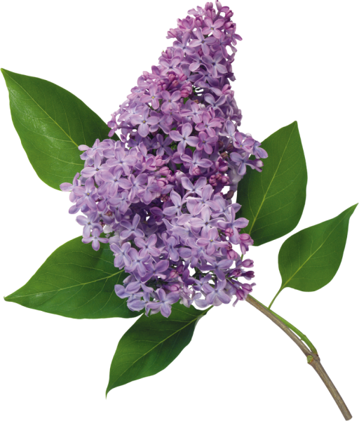 Сирень обыкновенная Фармакогнозия