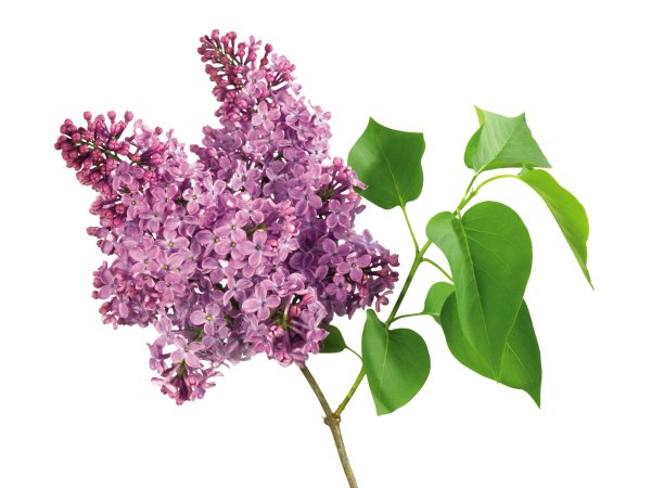 Солидаго фиолетовый