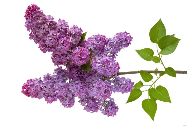 Ветка сирени