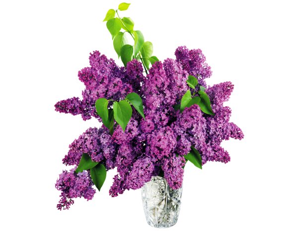 Сирень раскраска