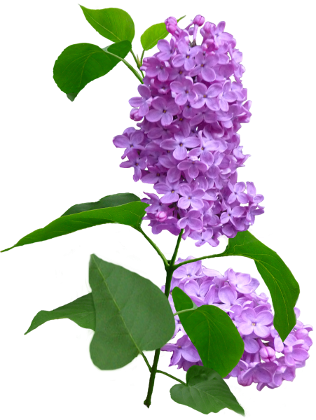 Дерево сирень лист сирени