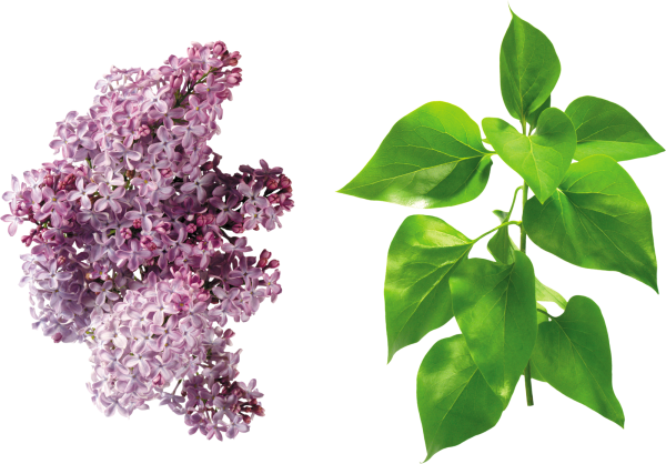 Хромакей сирень