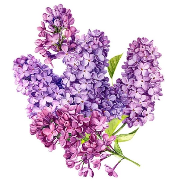 Отдушка сирень