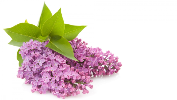 Веточка сирени трафарет