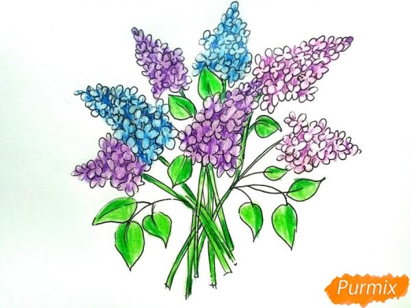 Сирень срезка