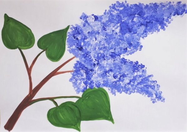 Сирень обыкновенная "chmurka"