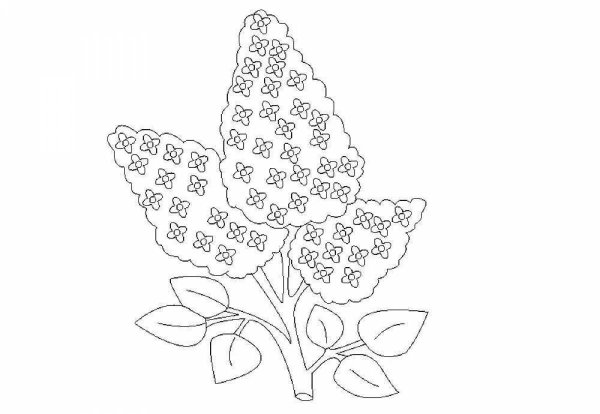 Сирень картинка для детей раскраска