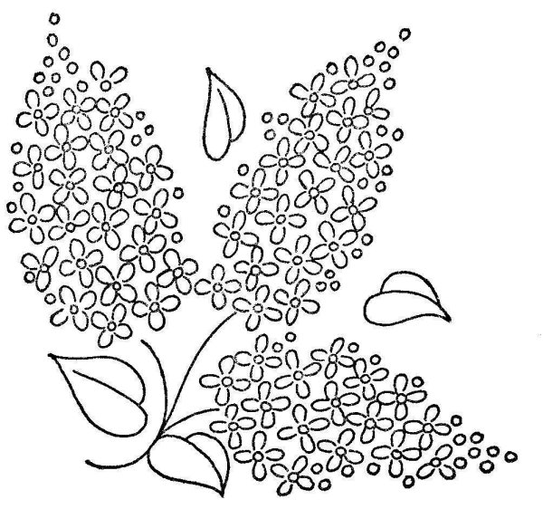 Ветка сирени на прозрачном фоне