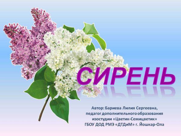 Ботаническая живопись сирень