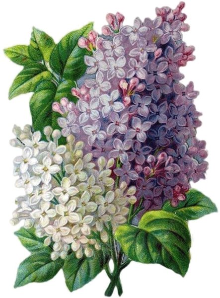 Сирень Хантинг Тауэр