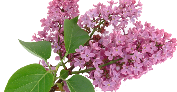 Сирень для детей