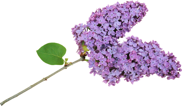 Цветы сирени на белом фоне