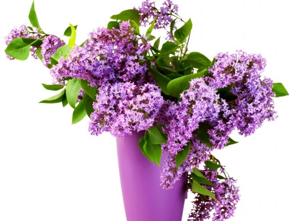 Цветы сирени