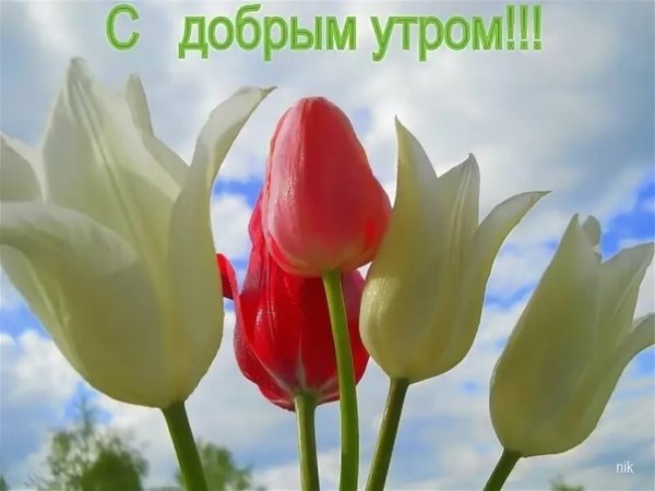 Доброе утро Весна тюльпаны с надписью
