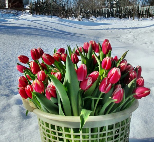 Тюльпаны в феврале