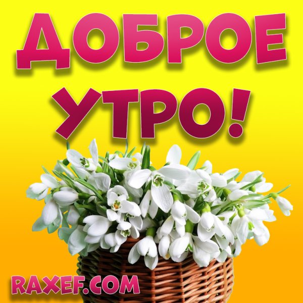 Открытки с добрым утром с подснежниками