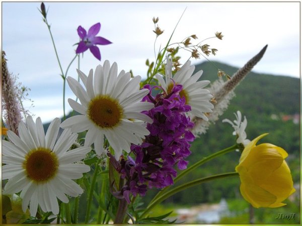 С добрым утром полевые цветы