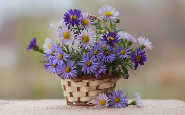 Ромашки и одуванчики