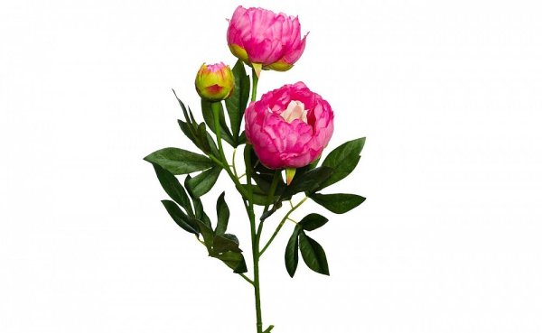 Пион розовый (8j-15gs0009)