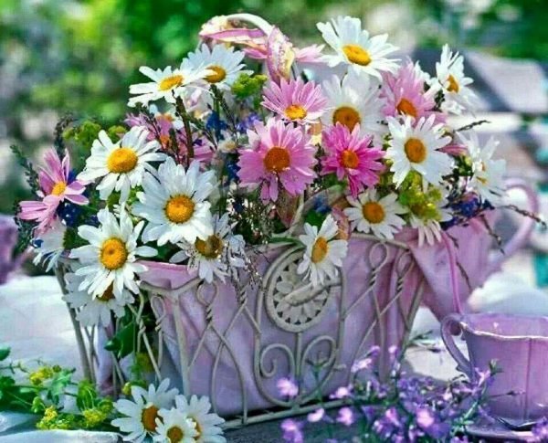 Ромашки в чашке