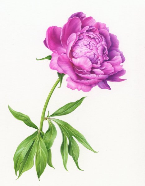 Пион Botanical