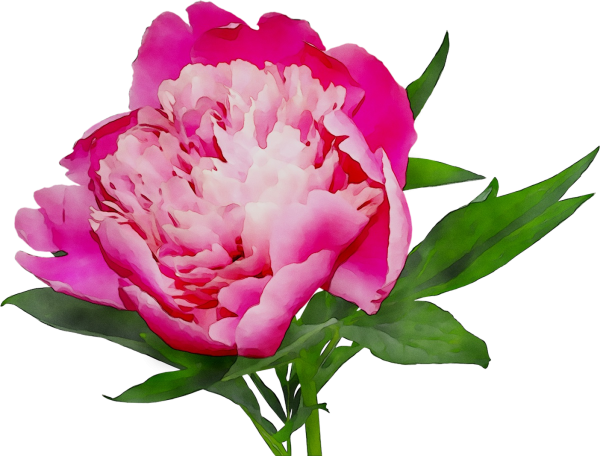 Пион Tango